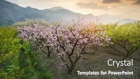  Presentation with rural - Theme with rural-landscape-peach-blossom background and a dark gray colored foreground