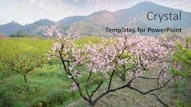  Presentation with rural - Slides having rural-landscape-peach-blossom background and a light blue colored foreground