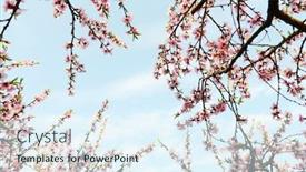  Presentation with rural - Presentation theme with rural-landscape-peach-blossom background and a sky blue colored foreground