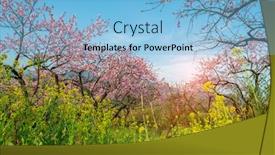  Presentation with rural - Colorful presentation enhanced with rural-landscape-peach-blossom backdrop and a light blue colored foreground