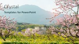  Presentation with rural - Audience pleasing presentation theme consisting of rural-landscape-peach-blossom backdrop and a sky blue colored foreground
