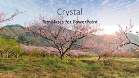  Presentation with rural - Presentation theme having rural-landscape-peach-blossom background and a light blue colored foreground