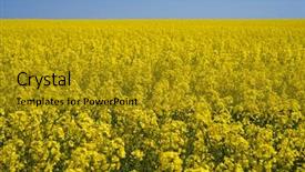  Presentation with rural - Amazing PPT theme having rural landscape with a field backdrop and a gold colored foreground