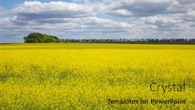  Presentation with forage - Colorful theme enhanced with rural-landscape-with-bright-yellow backdrop and a gold colored foreground