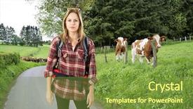  Presentation with farmland - Amazing theme having rural landscape with cow backdrop and a tawny brown colored foreground
