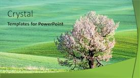  Presentation with spring tree - PPT theme consisting of rural-landscape-with-field background and a seafoam green colored foreground
