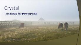  Presentation with transylvania - Beautiful theme featuring rural landscape with herd of cows in morning fog at sunrise in transylvania backdrop and a sky blue colored foreground