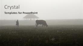  Presentation with transylvania - Cool new theme with rural landscape with herd of cows in morning fog at sunrise in transylvania backdrop and a white colored foreground