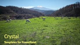  Presentation with sheep - Slide deck with rural landscape with sheep flock background and a tawny brown colored foreground