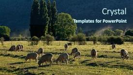 Presentation with pasture - Cool new PPT theme with rural landscape with trees pasture and grazing sheep in late afternoon light karoo region south africa backdrop and a ocean colored foreground