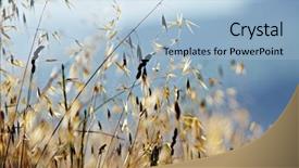  Presentation with rural india paddy field green - Slide set with rural landscape with wheat field background and a  colored foreground