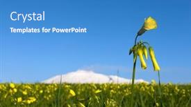  Presentation with clover - Audience pleasing slides consisting of rural-landscape-with-yellow-flower backdrop and a teal colored foreground