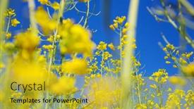  Presentation with blue yellow - Audience pleasing PPT layouts consisting of rural-landscapes-yellow-field backdrop and a yellow colored foreground