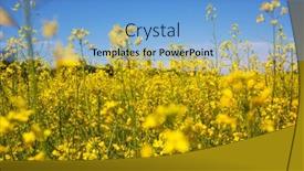  Presentation with blue yellow - Colorful presentation enhanced with rural-landscapes-yellow-field backdrop and a light blue colored foreground