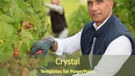  Presentation with romance couple nature - Amazing presentation theme having rural living - couple tending grapevines backdrop and a tawny brown colored foreground