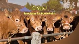  Presentation with brown - Amazing presentation theme having rural marketing - red brown limousin cows backdrop and a tawny brown colored foreground