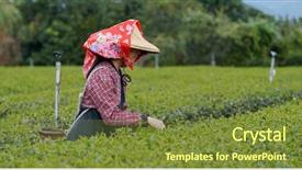  Presentation with resilience at work - Colorful PPT theme enhanced with rural people india - woman work at the tea backdrop and a  colored foreground
