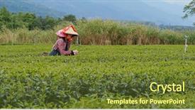  Presentation with farm - Audience pleasing slide deck consisting of rural people india - woman work at the tea backdrop and a  colored foreground