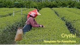  Presentation with farm - Beautiful slide deck featuring rural people india - woman work at the tea backdrop and a tawny brown colored foreground