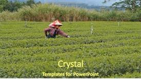  Presentation with farm - Amazing slide deck having rural people india - woman work at the tea backdrop and a tawny brown colored foreground