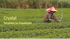  Presentation with work the word in your life - Slide set consisting of rural people india - woman work at the tea background and a tawny brown colored foreground