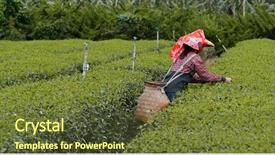  Presentation with rural india - Cool new presentation theme with rural people india - woman work at the tea backdrop and a tawny brown colored foreground