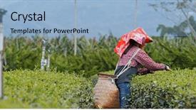  Presentation with rural india - Amazing presentation theme having rural people india - woman work at the tea backdrop and a light blue colored foreground