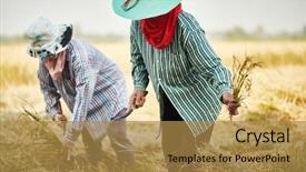  Presentation with rice field - PPT theme consisting of rural rice farmers harvesting background and a gold colored foreground