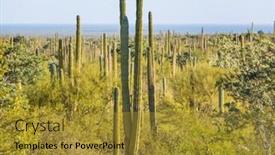  Presentation with rural road - Cool new PPT layouts with rural-road-along-cactus-fields backdrop and a gold colored foreground
