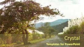  Presentation with sugar cane - Amazing theme having rural-road-along-sugar-cane backdrop and a tawny brown colored foreground