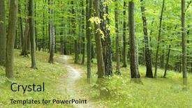  Presentation with lights through forest - Beautiful presentation featuring rural road through a forest backdrop and a yellow colored foreground