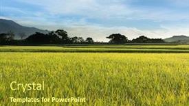  Presentation with farm - Slides enhanced with rural-scenery-of-paddy-farm background and a gold colored foreground