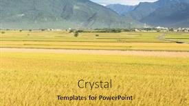  Presentation with asia - Beautiful theme featuring rural scenery of paddy farm in chishang township taitung county taiwan asia backdrop and a yellow colored foreground