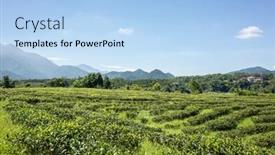  Presentation with rural - Cool new PPT layouts with rural-scenery-of-tea-farm backdrop and a light blue colored foreground