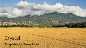  Presentation with golden rice - Theme consisting of rural scenery with golden paddy background and a gold colored foreground