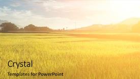  Presentation with taiwan - Theme consisting of rural scenery with golden paddy background and a gold colored foreground