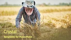  Presentation with thai culture - Colorful slide deck enhanced with rural thai farmer harvesting rice backdrop and a coral colored foreground