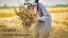  Presentation with crops - PPT layouts enhanced with rural thai farmer harvesting rice background and a gold colored foreground