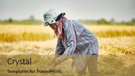  Presentation with thai culture - Beautiful PPT layouts featuring rural thai farmer harvesting rice backdrop and a yellow colored foreground