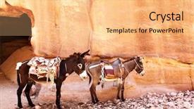  Presentation with petra jordan - Presentation consisting of rural transportation - donkeys with saddle near mountains background and a  colored foreground