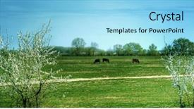  Presentation with serene - Cool new presentation design with rural view of serene grassland with three pasture cows backdrop and a arctic colored foreground