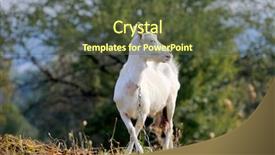  Presentation with pasture - Cool new slide deck with rural white goat on pasture backdrop and a tawny brown colored foreground