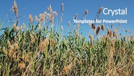  Presentation with europe bank - Theme enhanced with rushes growing on the banks background and a teal colored foreground