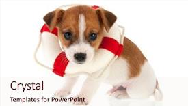  Presentation with rescue - Colorful presentation design enhanced with russel puppy as rescue dog backdrop and a  colored foreground