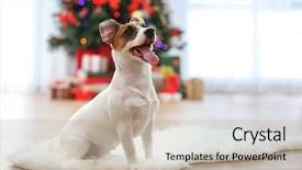  Presentation with puppy - Presentation having russel puppy in decorated christmas background and a mint green colored foreground