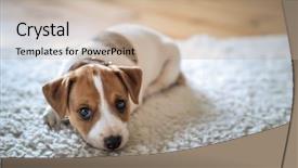  Presentation with carpet - Slide deck with russel puppy on white carpet background and a mint green colored foreground