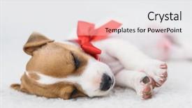  Presentation with golden christmas trumpet and red - PPT theme consisting of russel puppy with red bow background and a white colored foreground
