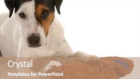  Presentation with dog - Slides enhanced with russel terrier laying beside baseball background and a coral colored foreground