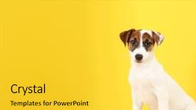  Presentation with russell - Amazing PPT theme having jack russell terrier on yellow backdrop and a yellow colored foreground
