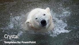  Presentation with polar bear - Slides featuring russia america - polar bear ursus maritimus shaking background and a  colored foreground